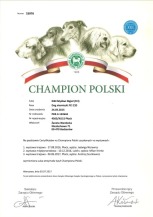 DIBI Dyplom Championa Polski 