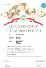 DIBI Młodzieżowy Champion Polski