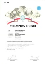 Gerald dyplom Championa Polski